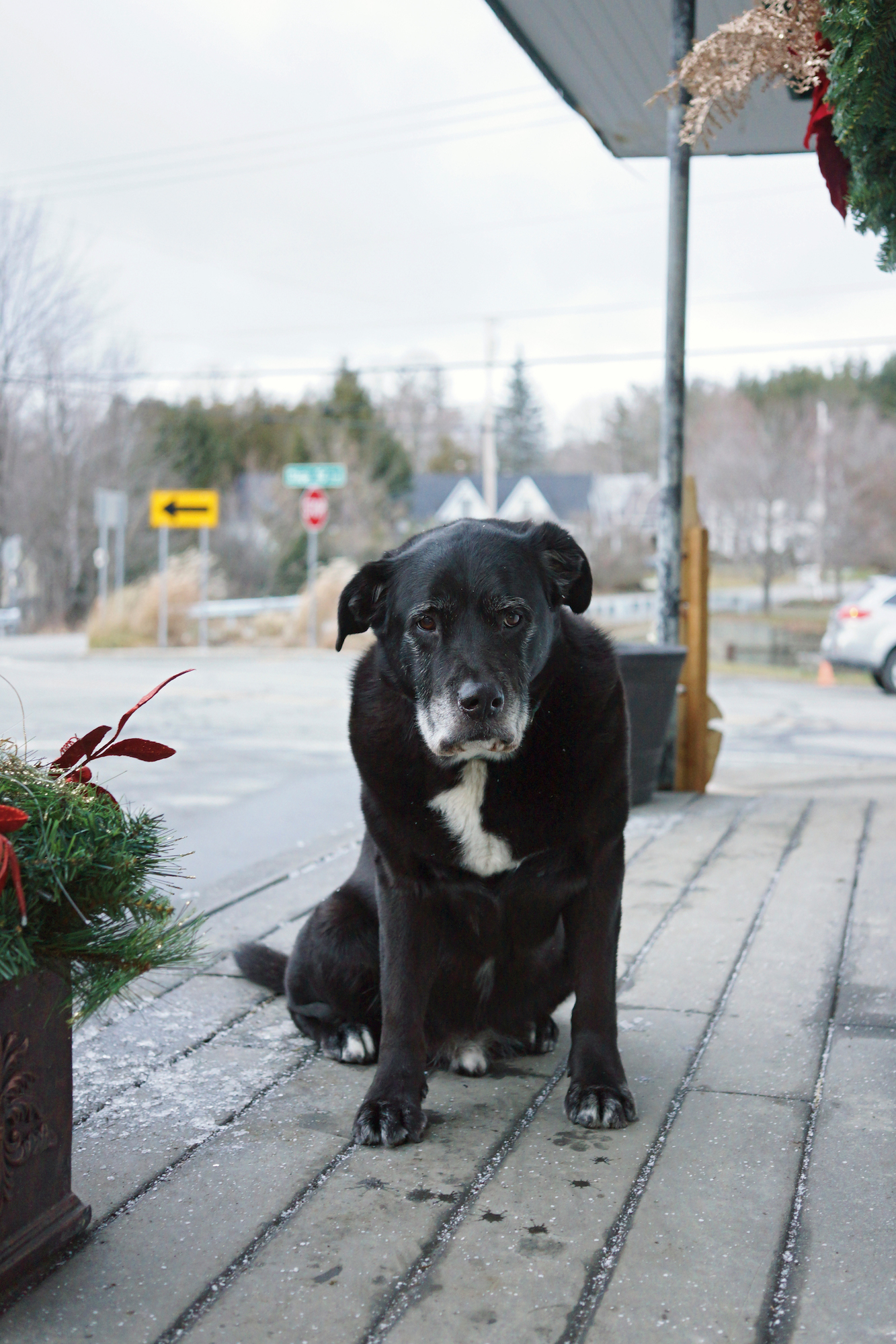 Photo by Tara Wray from her book Too Tired for Sunshine; a dog with black fur sits and stares directly at the viewer