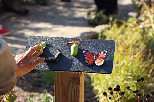 Tactile displays of insects at a Mass Audubon sanctuary in Boston